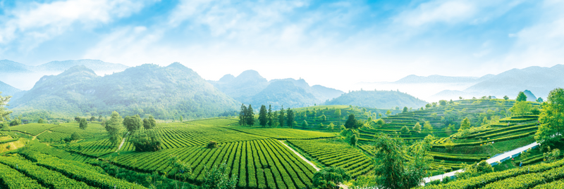 有关于“东方金美人”香飘世界!英德红茶致力打造“中国红茶第一品牌”的资讯(10)