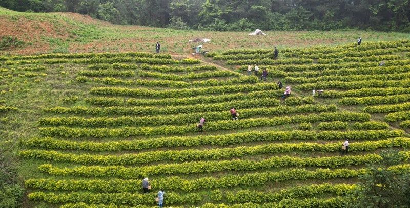 有关于“新质”引领,思南激活茶产业发展向“新”力的资讯(3)