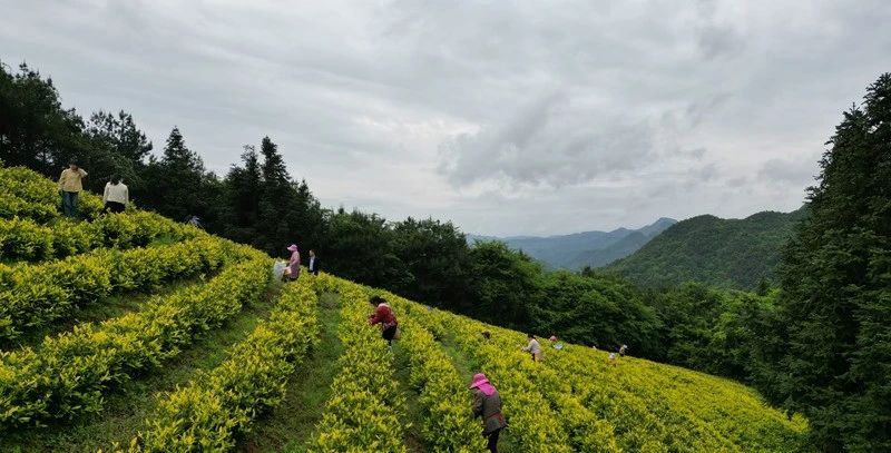 有关于“新质”引领,思南激活茶产业发展向“新”力的资讯