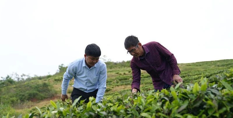 有关于“新质”引领,思南激活茶产业发展向“新”力的资讯(1)