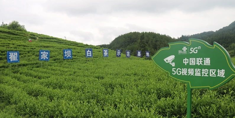 有关于“新质”引领,思南激活茶产业发展向“新”力的资讯(4)