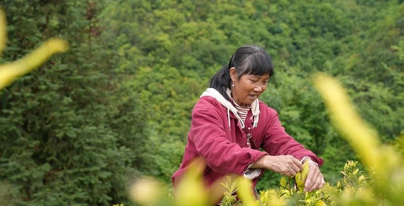 有关于“新质”引领,思南激活茶产业发展向“新”力的资讯(5)