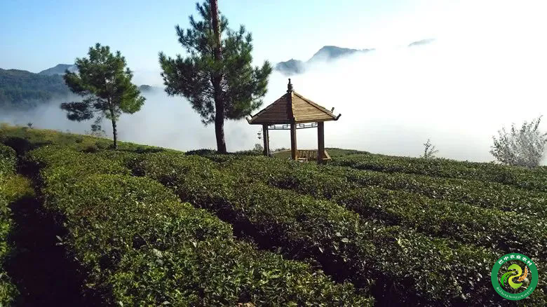 有关于巴中：一叶兴一业 一茶带一方的信息(1)