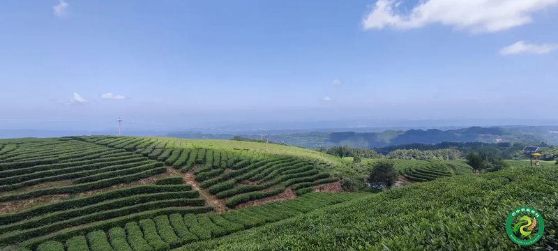 有关于巴中：一叶兴一业 一茶带一方的信息(2)