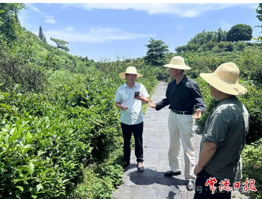 关于湖南省茶叶产业技术体系湘北（常德）试验站助力茶产业发展的资讯(1)