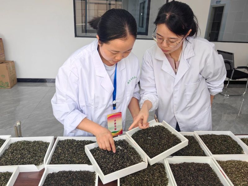 关于都匀毛尖非遗茶王花落谁家？的内容(1)