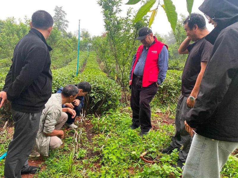 有关于大关县茶叶产业提质增效关键技术集成与示范课题组传经送宝到基层的内容