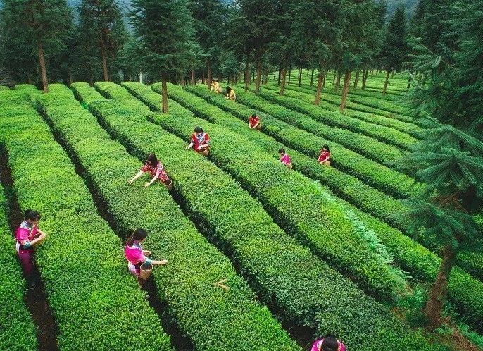 关于干净黔茶绿色防控先进技术将走出国门 斯里兰卡茶专家现场考察连连点赞的内容(2)