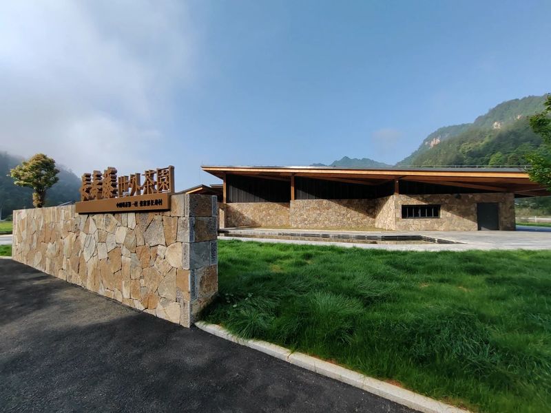 有关于长寿藤世外茶园：数智化时代下的张家界莓茶新篇章的消息(1)