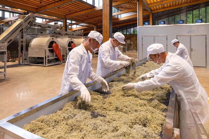 有关于长寿藤世外茶园：数智化时代下的张家界莓茶新篇章的消息(9)