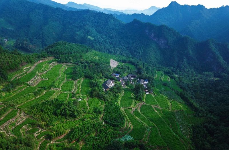 有关于长寿藤世外茶园：数智化时代下的张家界莓茶新篇章的消息