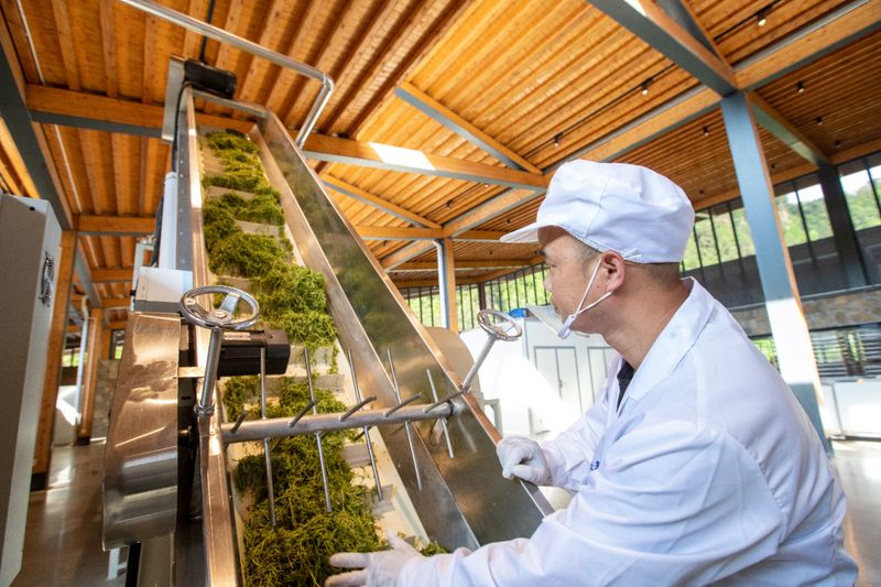 有关于长寿藤世外茶园：数智化时代下的张家界莓茶新篇章的消息(8)