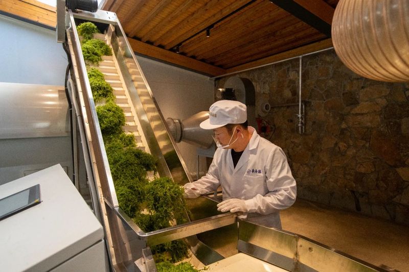 有关于长寿藤世外茶园：数智化时代下的张家界莓茶新篇章的消息(7)