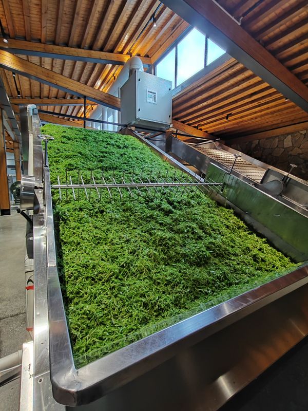 有关于长寿藤世外茶园：数智化时代下的张家界莓茶新篇章的消息(5)