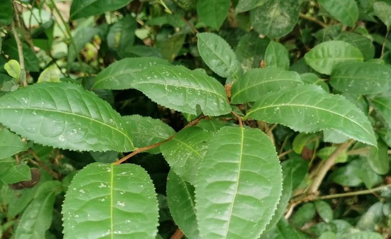 有关于安康市农科院深入一线调研指导茶产业发展的新闻