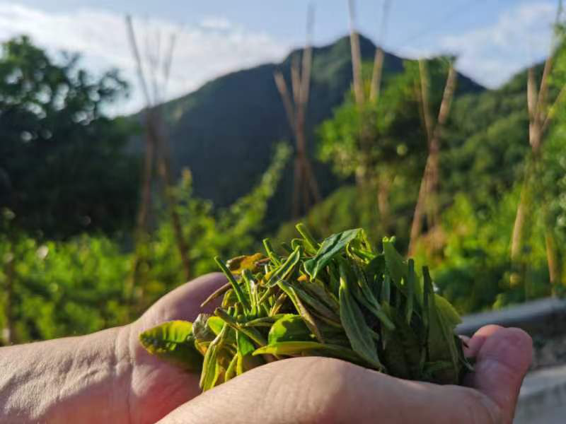 有关于安康市农科院深入一线调研指导茶产业发展的新闻(1)