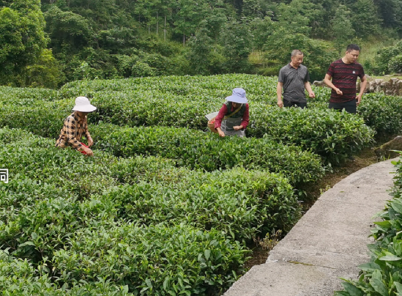 有关于安康市农科院深入一线调研指导茶产业发展的新闻(4)