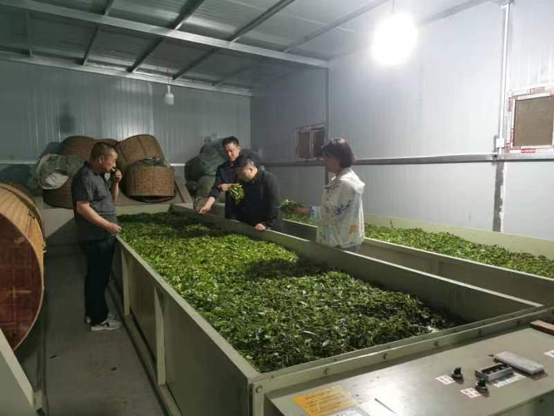 有关于安康市农科院深入一线调研指导茶产业发展的新闻(3)