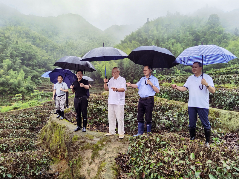 关于胡海运率队来仁化县调研茶产业发展情况的资讯