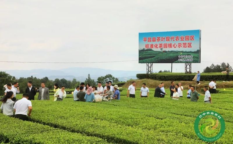 有关于做大做强巴中茶产业！这场推进会作出新部署～的内容