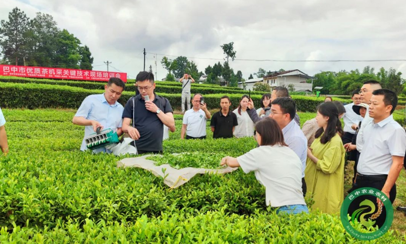 有关于做大做强巴中茶产业！这场推进会作出新部署～的内容(2)
