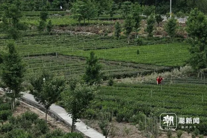 有关于四川“浙”杯茶，何以让跨越千里的山海情缘久久飘香的相关内容(1)