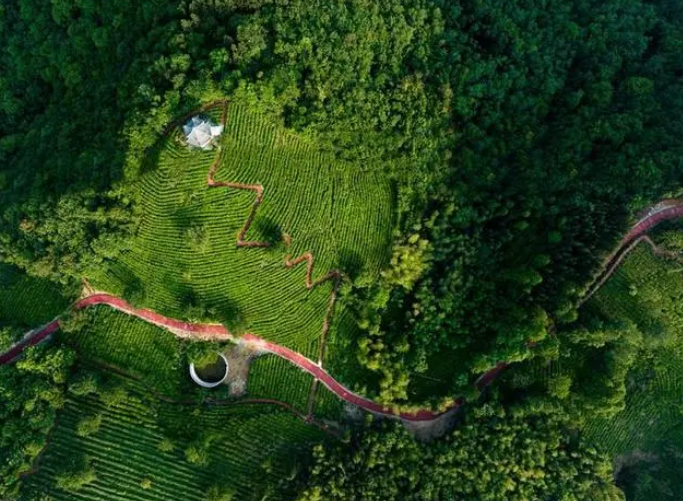 有关于四川“浙”杯茶，何以让跨越千里的山海情缘久久飘香的相关内容