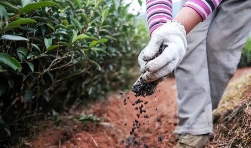 关于农业农村部发布！绿色食品茶叶生产肥培技术模式该如何实施？的内容(5)