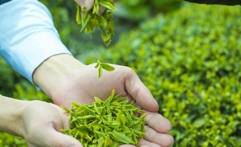 关于农业农村部发布！绿色食品茶叶生产肥培技术模式该如何实施？的内容(4)