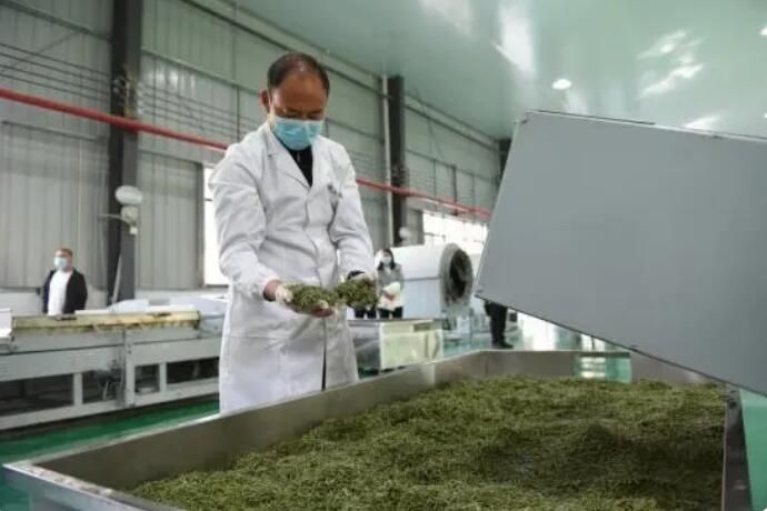 关于重庆石柱：统战助力“绿叶”变身乡村振兴“金叶”的新闻