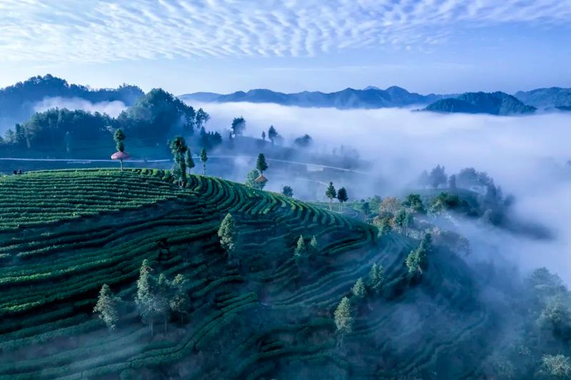 有关于“中茶杯”第十四届国际鼎承茶王赛·湘西黄金茶斩获七星茶王奖的资讯