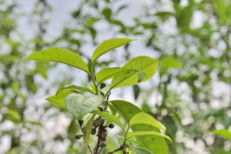 关于藤篾山下多云雾 坦笆山里茶飘香的相关内容