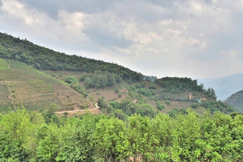 关于藤篾山下多云雾 坦笆山里茶飘香的相关内容(1)