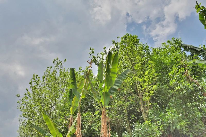 关于藤篾山下多云雾 坦笆山里茶飘香的相关内容(3)