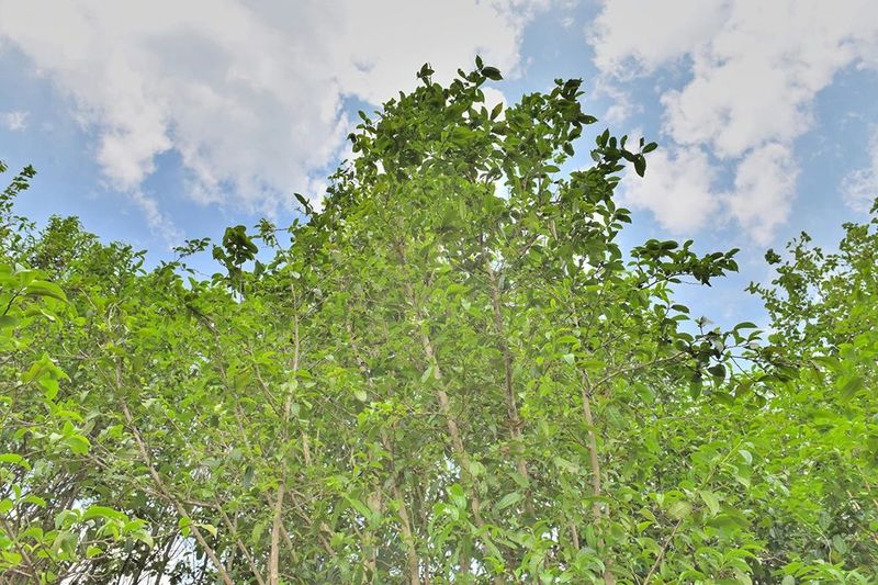 关于藤篾山下多云雾 坦笆山里茶飘香的相关内容(2)