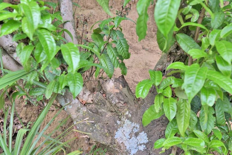 关于藤篾山下多云雾 坦笆山里茶飘香的相关内容(4)