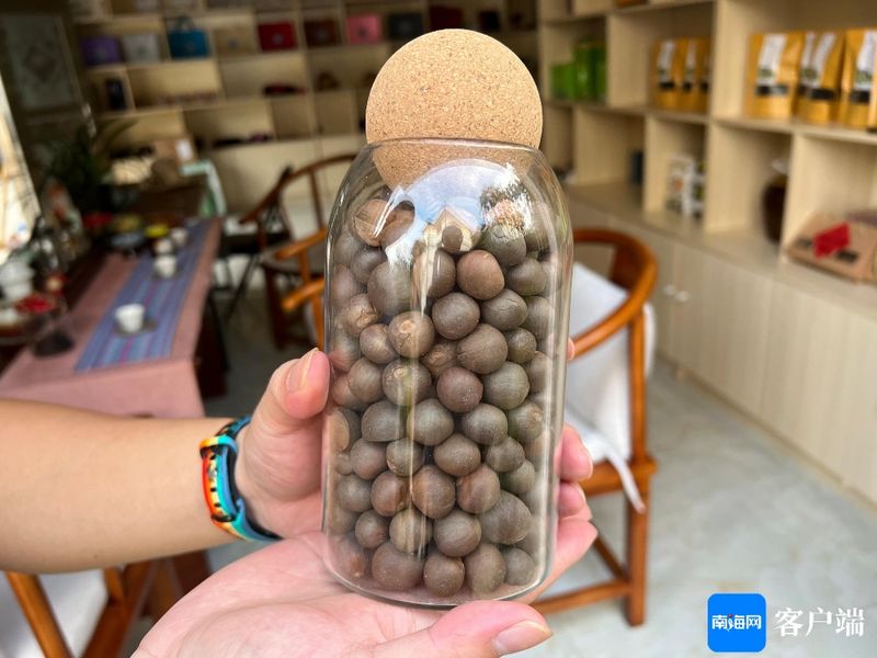 关于五指山野生茶树普查取得阶段成果 为大叶茶的发展提供有力依据的消息(1)