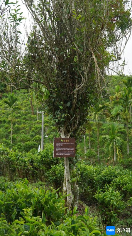 关于五指山野生茶树普查取得阶段成果 为大叶茶的发展提供有力依据的消息