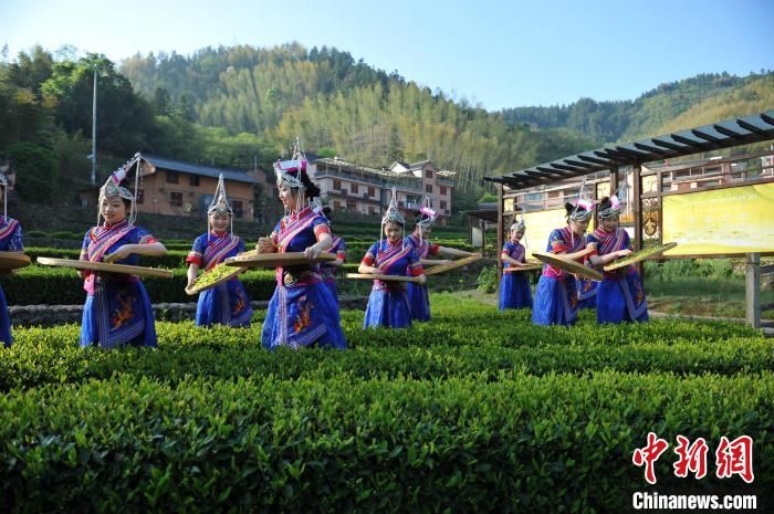 有关于以茶为媒推动文化茶发展，浙江丽水民族乡村振兴“美美与共”的消息(1)
