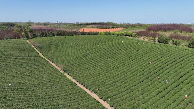 有关于全中国赏桂花最佳的地方，第一个打出“桂茶”品牌的相关内容(5)