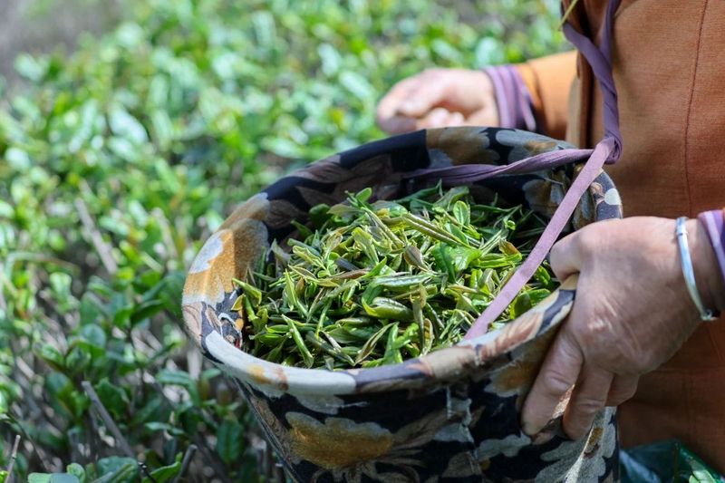 有关于全中国赏桂花最佳的地方，第一个打出“桂茶”品牌的相关内容(4)