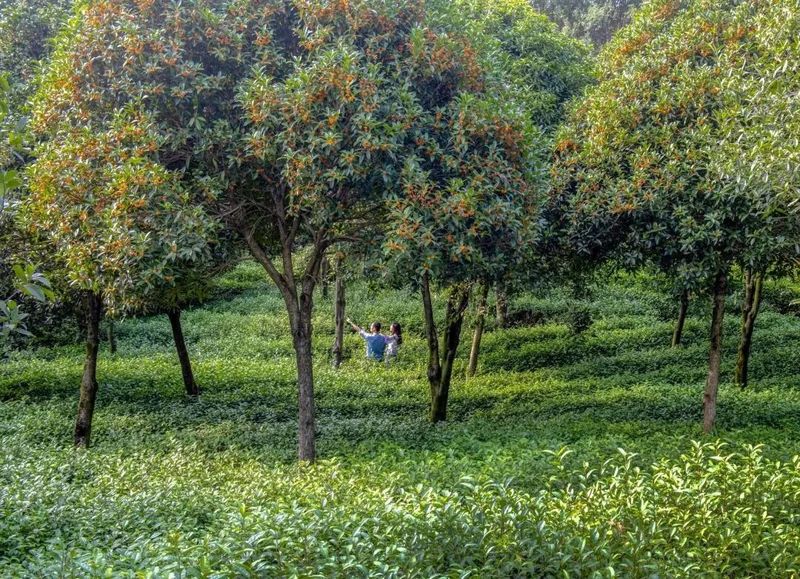 有关于全中国赏桂花最佳的地方，第一个打出“桂茶”品牌的相关内容(2)