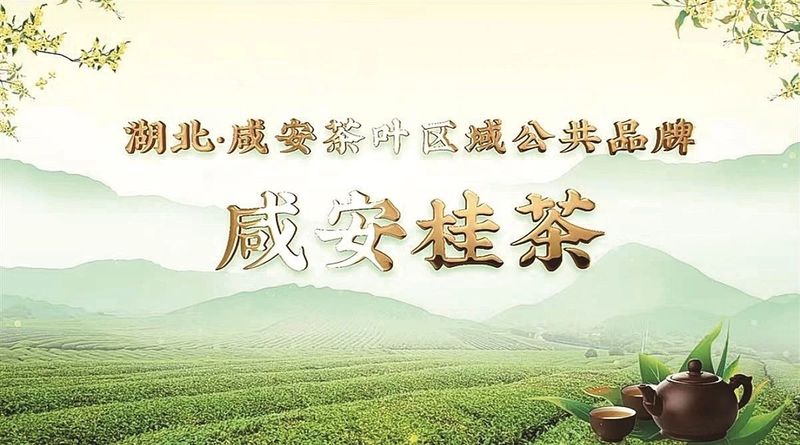 有关于全中国赏桂花最佳的地方，第一个打出“桂茶”品牌的相关内容(1)