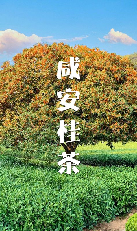 有关于全中国赏桂花最佳的地方，第一个打出“桂茶”品牌的相关内容