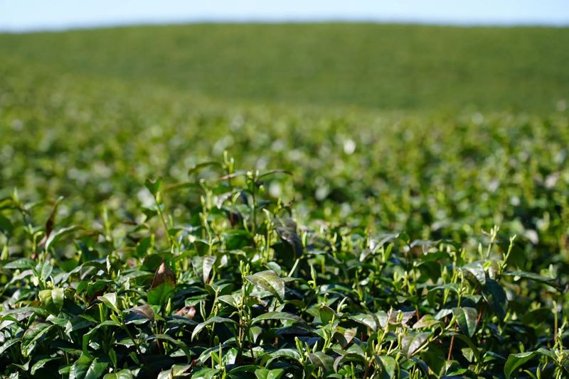 有关于全中国赏桂花最佳的地方，第一个打出“桂茶”品牌的相关内容(3)