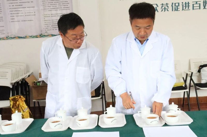 关于2024年天姥红、天姥云雾精品茶评审活动圆满结束！的新闻(4)