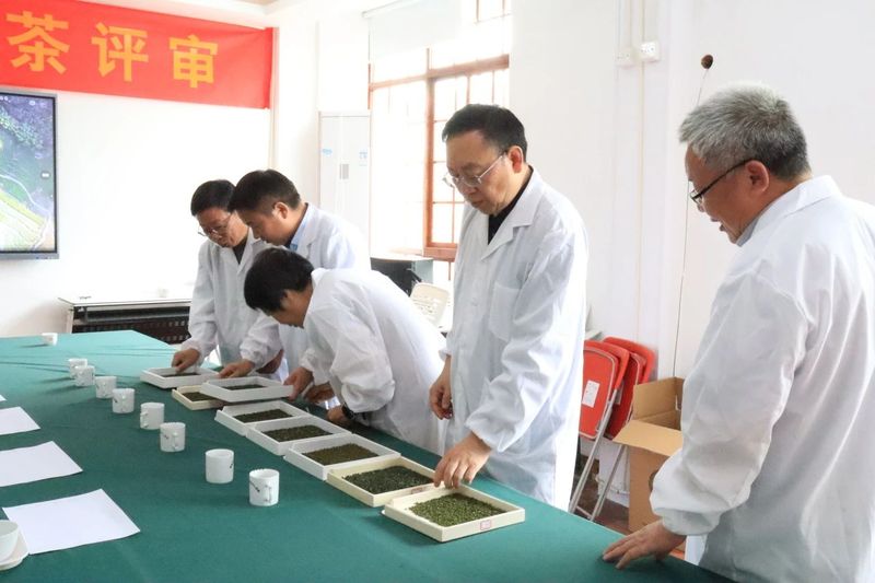 关于2024年天姥红、天姥云雾精品茶评审活动圆满结束！的新闻(2)