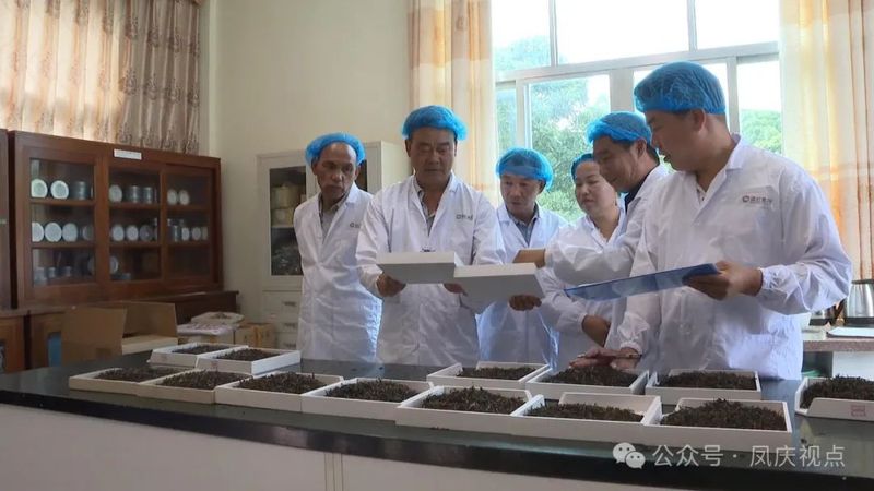 关于凤庆县举办2024年“文化和自然遗产日”滇红茶制茶技能竞赛的最新消息(2)