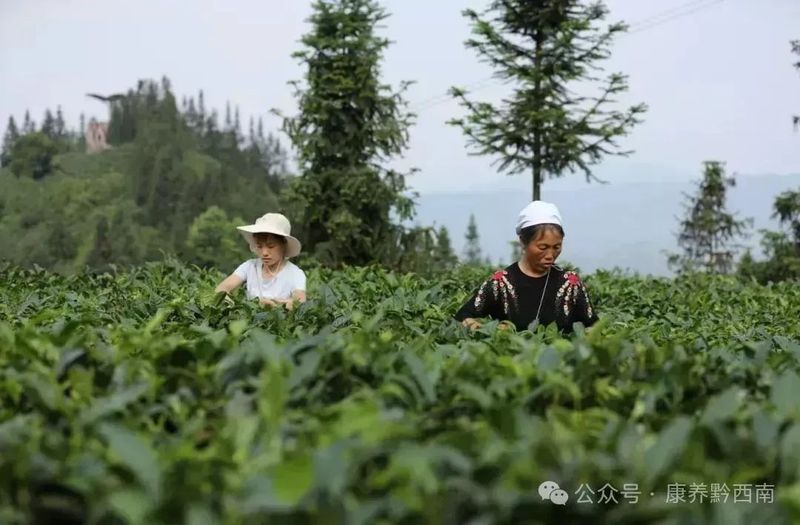 关于普安红茶连续第二年上榜国家地理标志红茶品牌价值排行榜的相关信息(3)