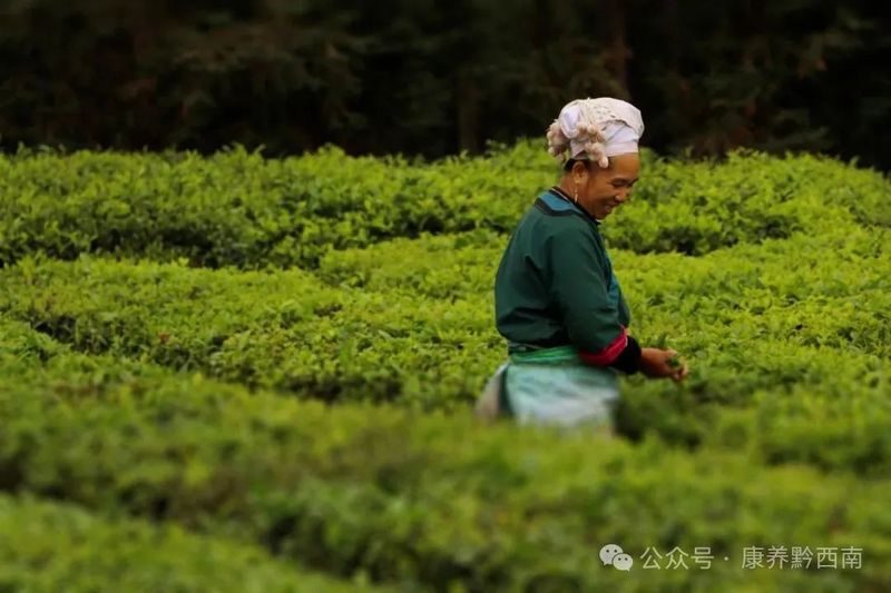 关于普安红茶连续第二年上榜国家地理标志红茶品牌价值排行榜的相关信息(2)
